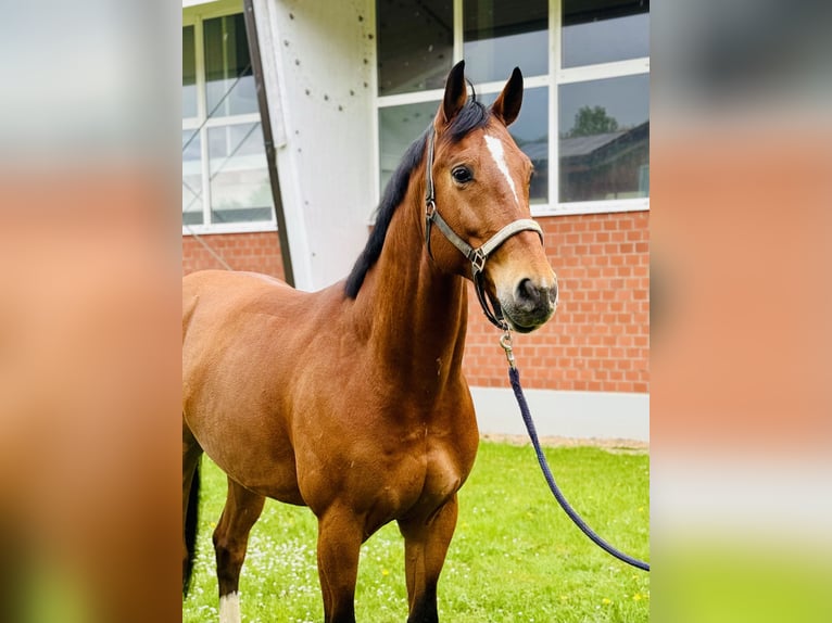 Oldenburger Springpaard Ruin 6 Jaar 172 cm Bruin in Zülpich