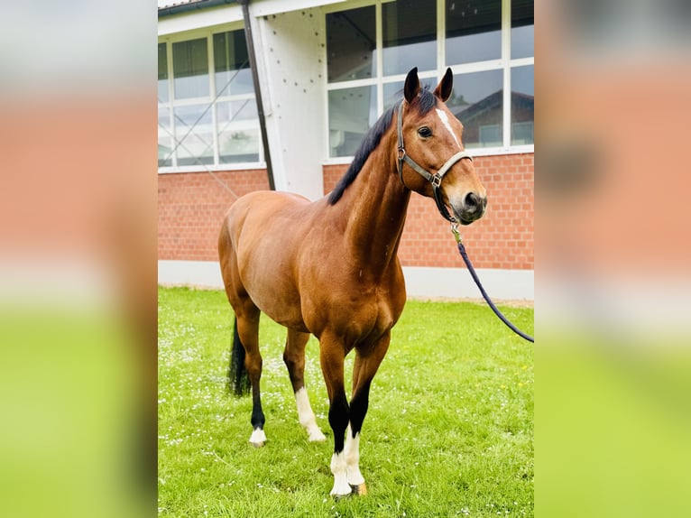 Oldenburger Springpaard Ruin 6 Jaar 172 cm Bruin in Zülpich