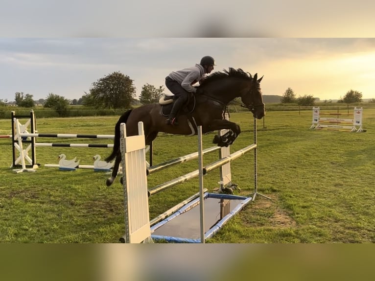 Oldenburger Springpaard Ruin 6 Jaar 172 cm Donkerbruin in Trassenheide