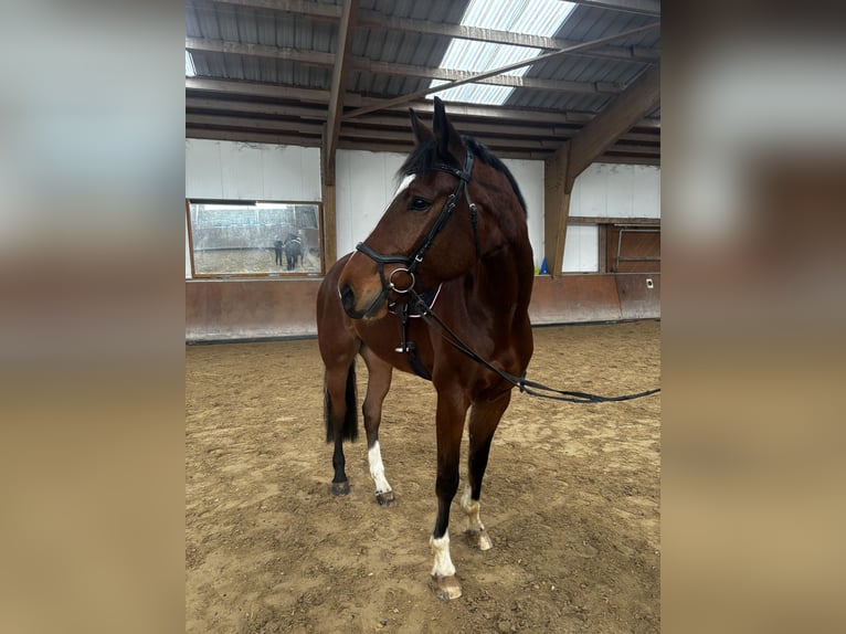 Oldenburger Springpaard Ruin 6 Jaar 173 cm Bruin in Schöneck