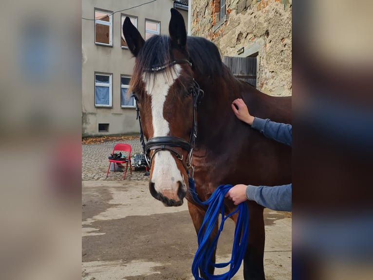 Oldenburger Springpaard Ruin 6 Jaar 173 cm Bruin in Mügeln