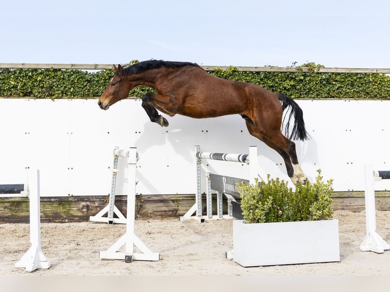 Oldenburger Springpaard Ruin 6 Jaar 173 cm Bruin in Waddinxveen