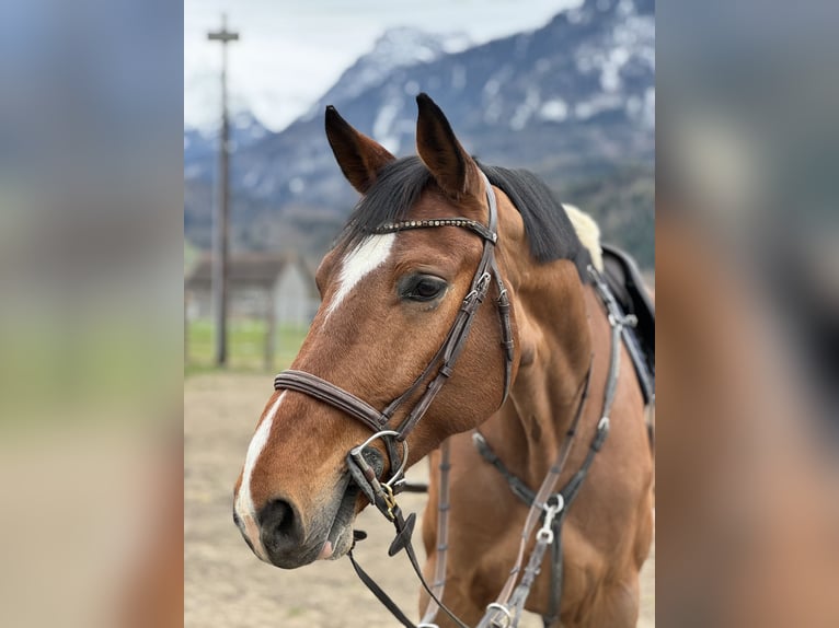 Oldenburger Springpaard Ruin 6 Jaar 175 cm Bruin in Schlins