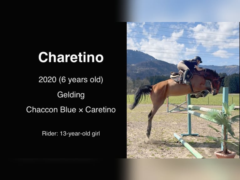 Oldenburger Springpaard Ruin 6 Jaar 175 cm Bruin in Schlins