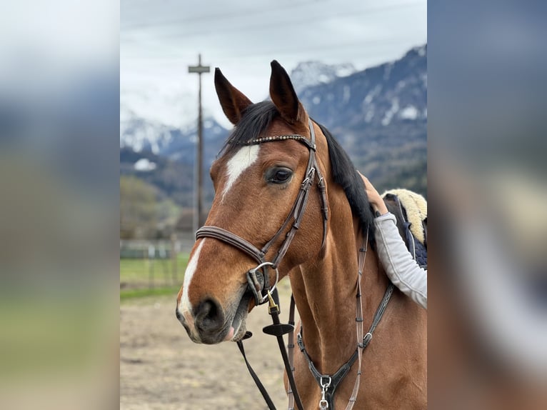 Oldenburger Springpaard Ruin 6 Jaar 175 cm Bruin in Schlins