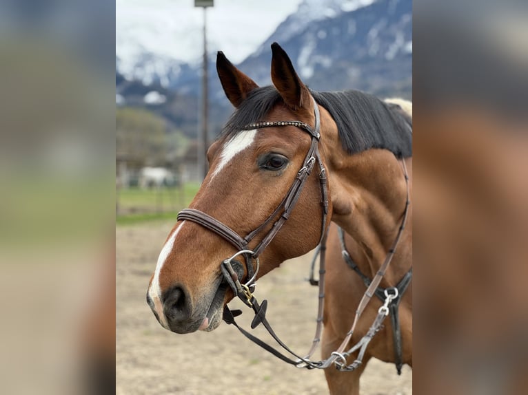 Oldenburger Springpaard Ruin 6 Jaar 175 cm Bruin in Schlins
