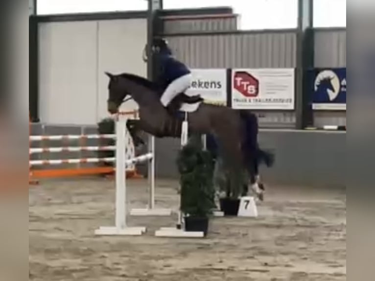 Oldenburger Springpaard Ruin 6 Jaar 175 cm Bruin in Kevelaer