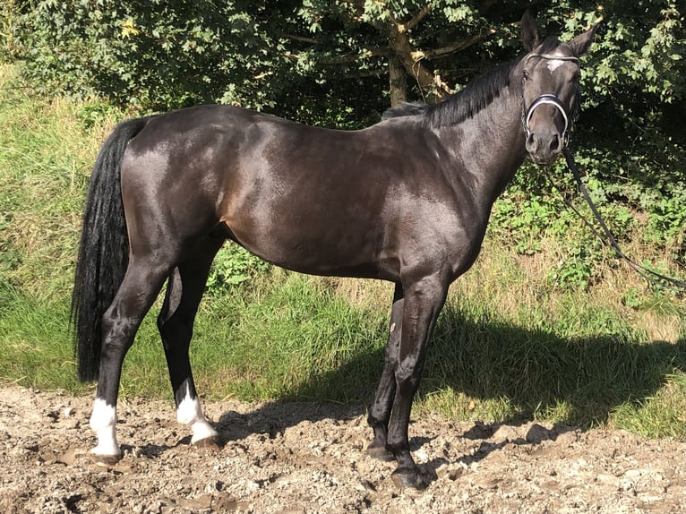 Oldenburger Springpaard Ruin 6 Jaar 175 cm Zwartbruin in Bötersen