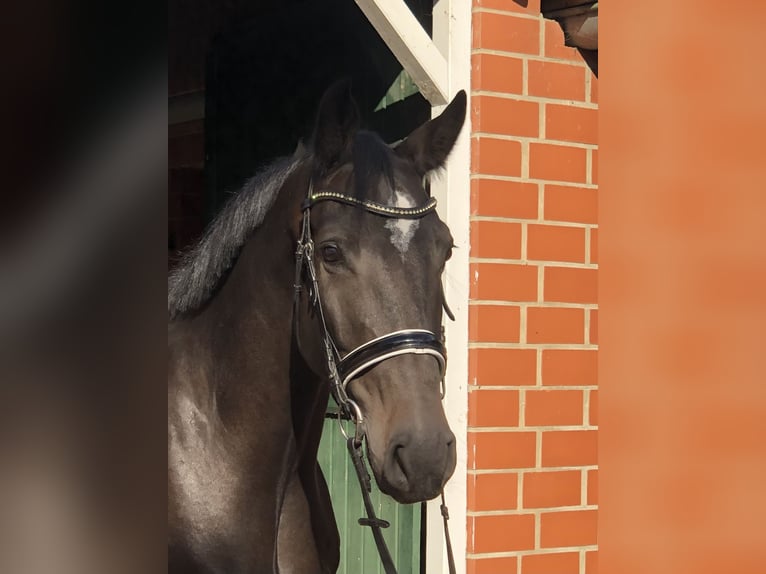 Oldenburger Springpaard Ruin 6 Jaar 175 cm Zwartbruin in Bötersen