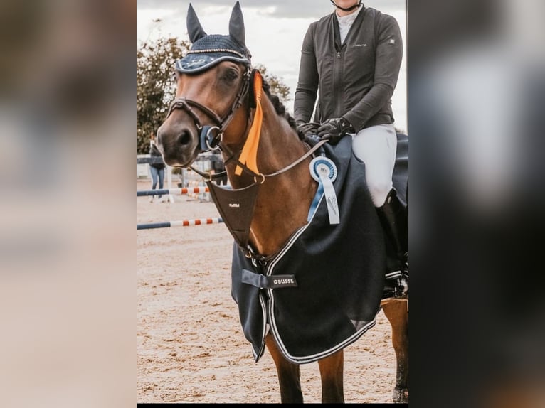 Oldenburger Springpaard Ruin 7 Jaar 161 cm Bruin in Ellwangen (Jagst)