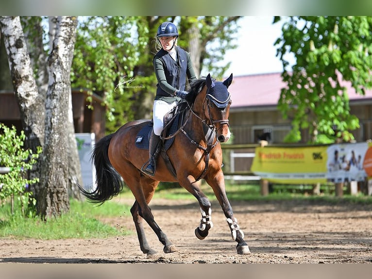 Oldenburger Springpaard Ruin 7 Jaar 164 cm Donkerbruin in Mörstadt