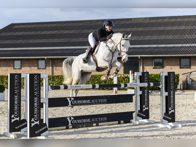Oldenburger Springpaard Ruin 7 Jaar 164 cm Schimmel in Waddinxveen