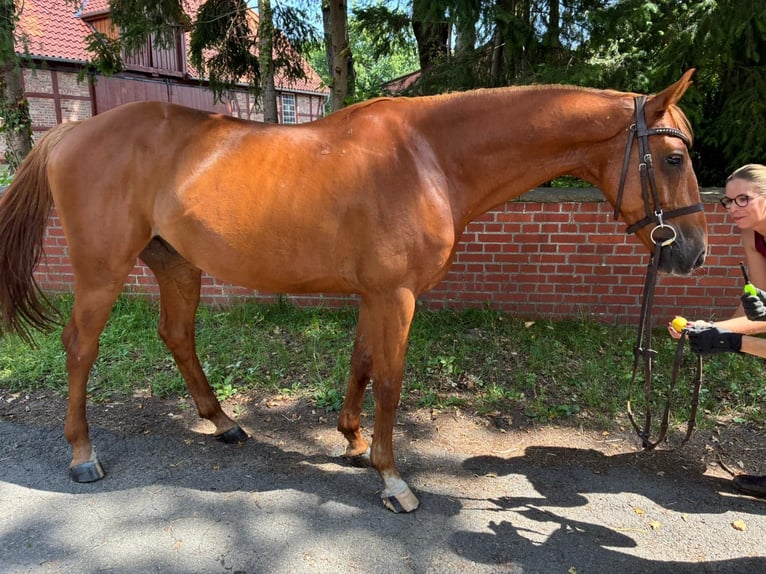 Oldenburger Springpaard Ruin 7 Jaar 165 cm Vos in Lachendorf