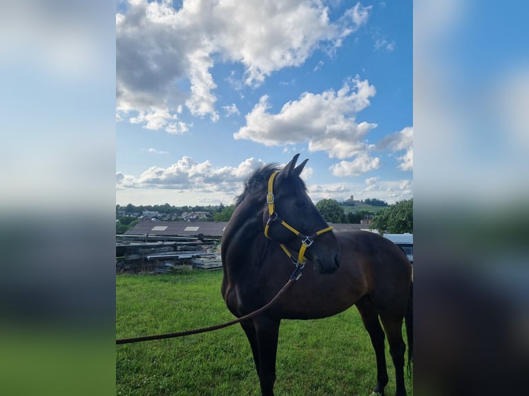 Oldenburger Springpaard Ruin 7 Jaar 165 cm Zwartbruin in Sinsheim