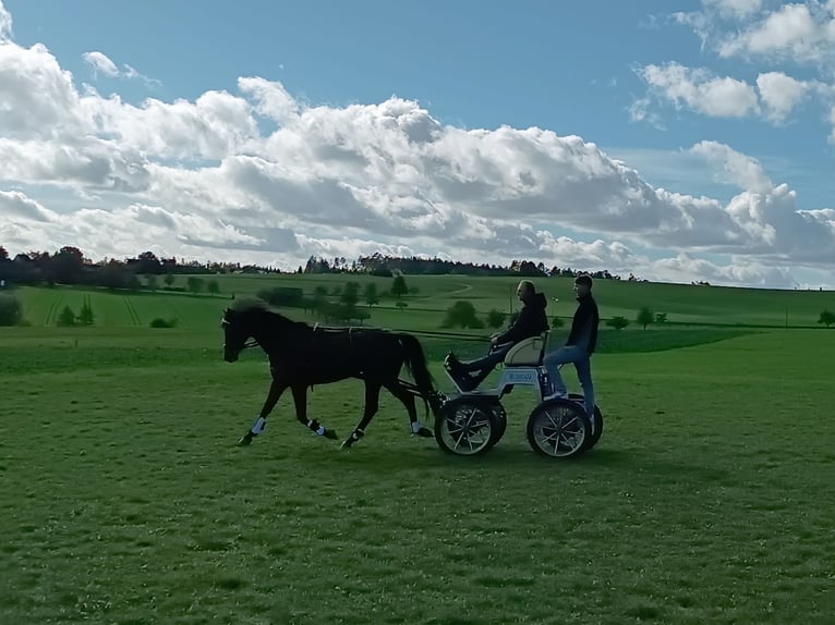 Oldenburger Springpaard Ruin 7 Jaar 167 cm Bruin in Vaihingen an der Enz