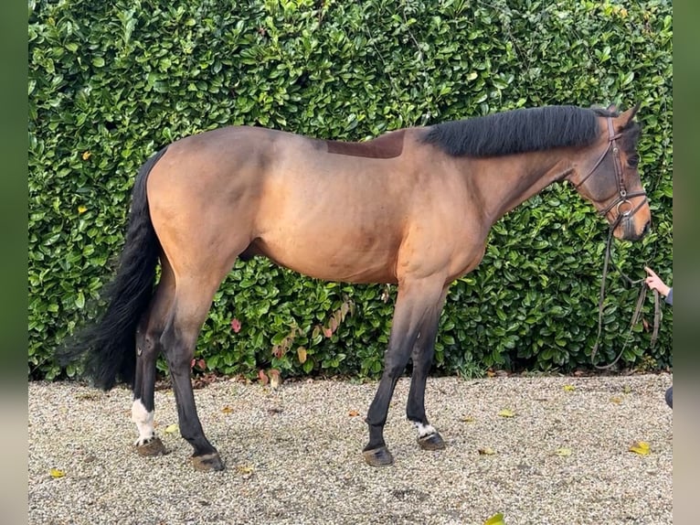 Oldenburger Springpaard Ruin 7 Jaar 167 cm Bruin in Bocholtz