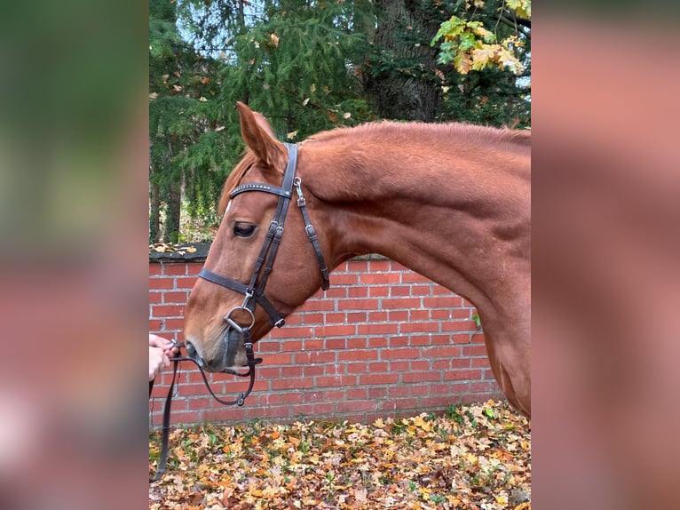 Oldenburger Springpaard Ruin 7 Jaar 167 cm Vos in Lachendorf