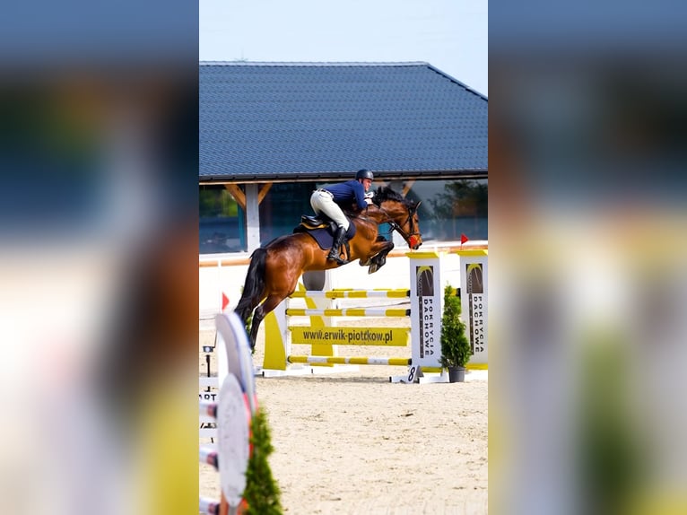 Oldenburger Springpaard Ruin 7 Jaar 168 cm Roodbruin in W&#x105;wa&#x142;