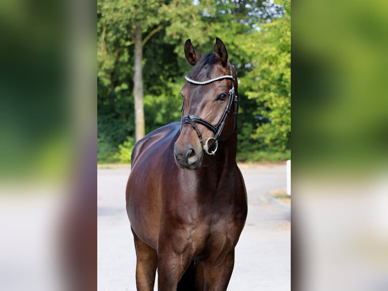 Oldenburger Springpaard Ruin 7 Jaar 169 cm Zwartbruin in Schwäbisch Hall
