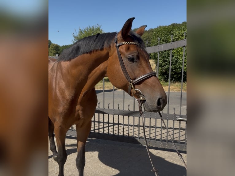 Oldenburger Springpaard Ruin 7 Jaar 170 cm Bruin in Bergisch Gladbach