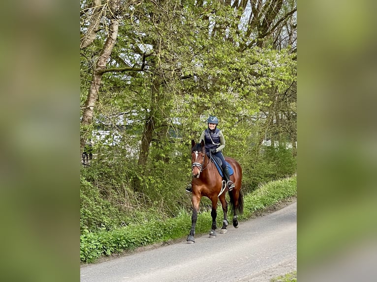 Oldenburger Springpaard Ruin 7 Jaar 172 cm Bruin in Bad Orb