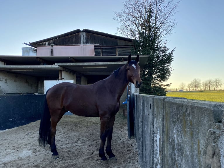 Oldenburger Springpaard Ruin 7 Jaar 172 cm Bruin in Bad Orb