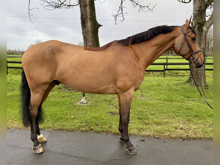 Oldenburger Springpaard Ruin 7 Jaar 172 cm Bruin in Altenberge