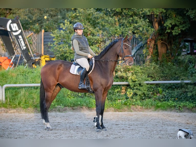 Oldenburger Springpaard Ruin 7 Jaar 172 cm Bruin in Ottendorf-Okrilla