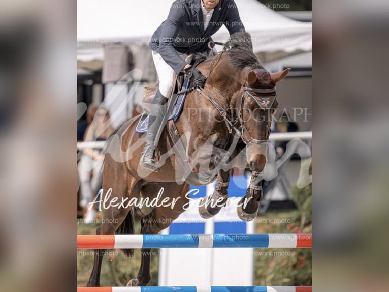 Oldenburger Springpaard Ruin 7 Jaar 172 cm Zwartbruin in Nümbrecht