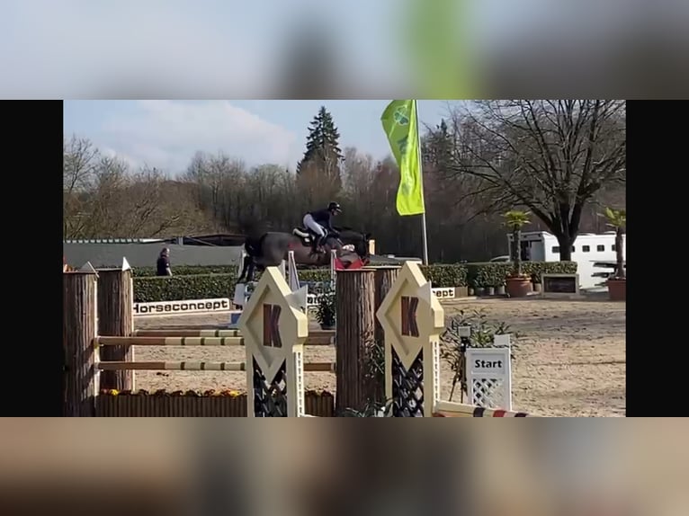 Oldenburger Springpaard Ruin 7 Jaar 172 cm Zwartbruin in Nümbrecht