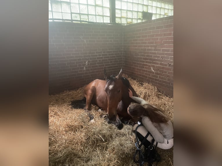 Oldenburger Springpaard Ruin 7 Jaar 173 cm Bruin in Versmold
