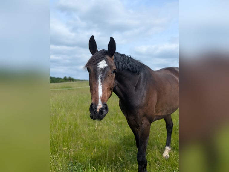 Oldenburger Springpaard Ruin 7 Jaar 173 cm Bruin in Mühlen Eichsen