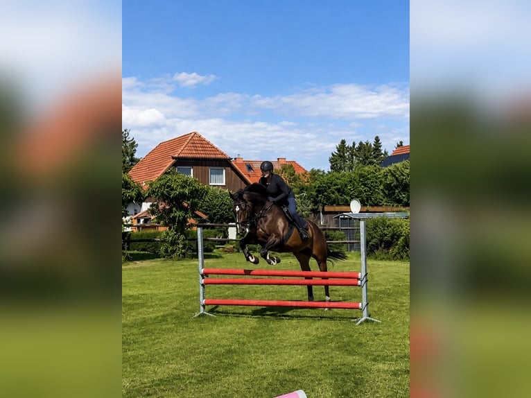 Oldenburger Springpaard Ruin 7 Jaar 173 cm Bruin in Mühlen Eichsen