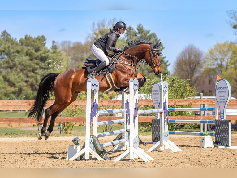 Oldenburger Springpaard Ruin 7 Jaar 175 cm Bruin in Hohen Wangelin