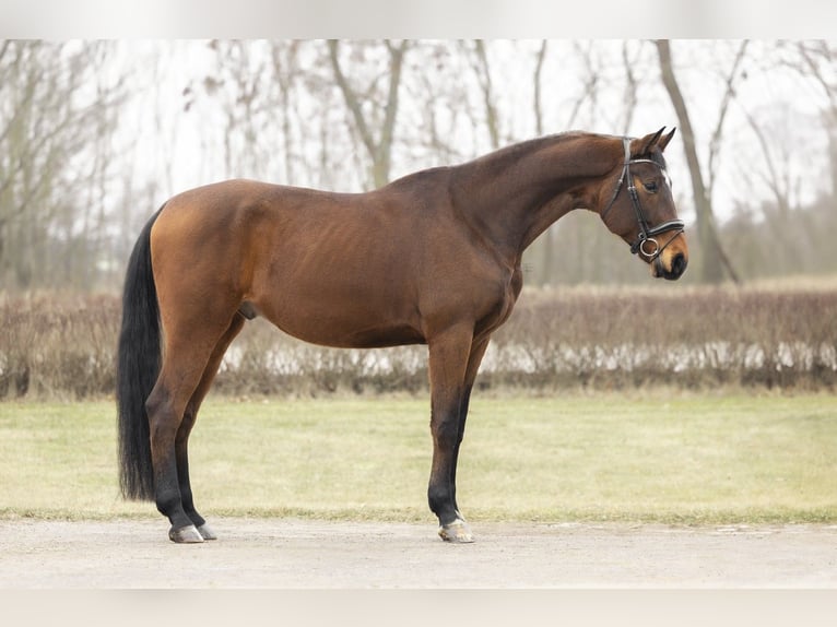 Oldenburger Springpaard Ruin 7 Jaar 175 cm Roodbruin in Kościno