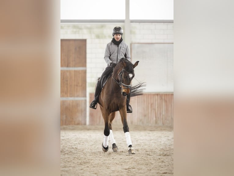 Oldenburger Springpaard Ruin 7 Jaar 175 cm Roodbruin in Kościno