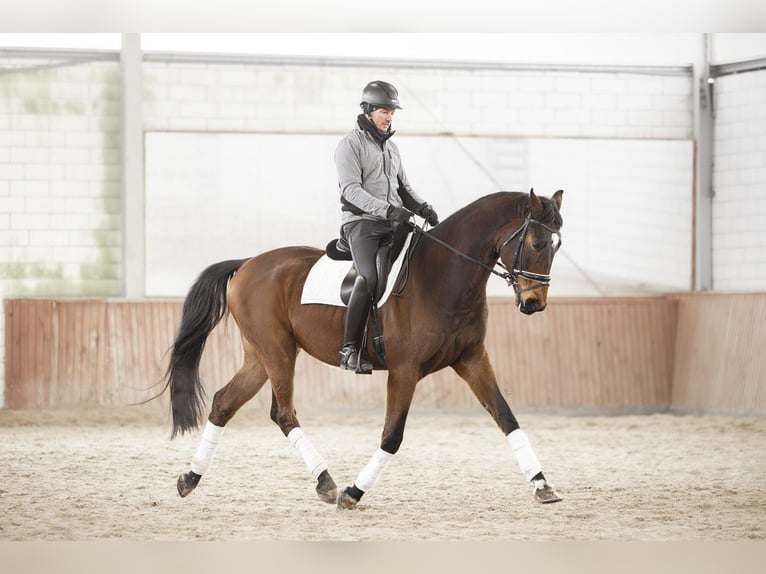 Oldenburger Springpaard Ruin 7 Jaar 175 cm Roodbruin in Kościno