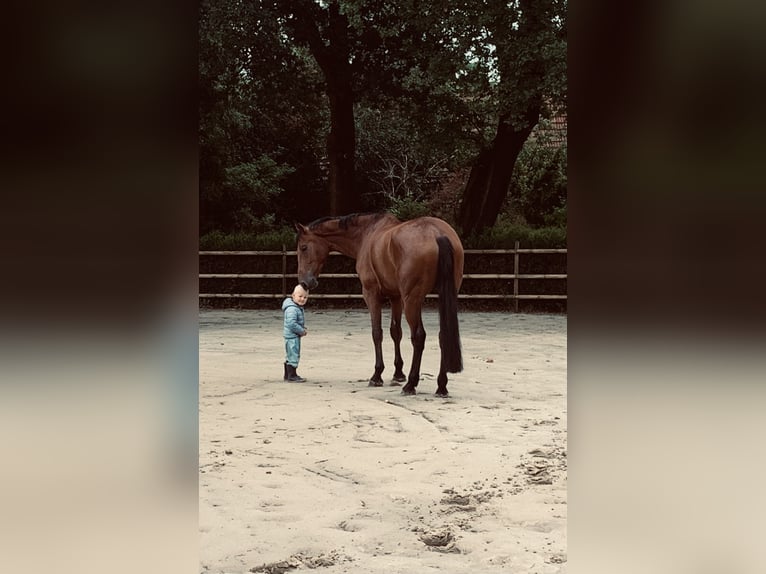 Oldenburger Springpaard Ruin 7 Jaar 180 cm Bruin in Apen