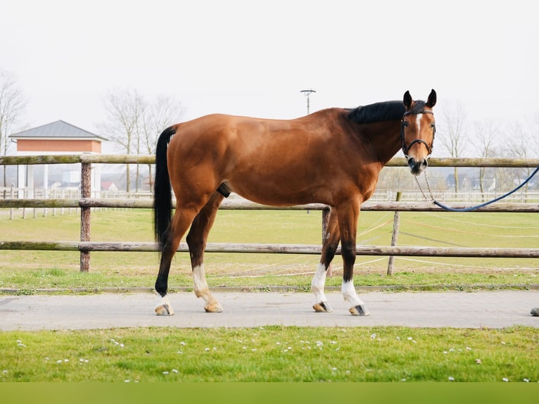 Oldenburger Springpaard Ruin 7 Jaar Bruin in Z&#xFC;lpich