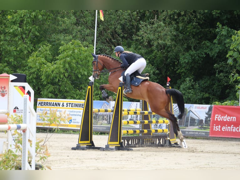 Oldenburger Springpaard Ruin 8 Jaar 165 cm Bruin in Bissendorf