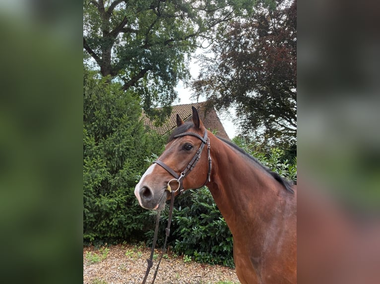 Oldenburger Springpaard Ruin 8 Jaar 165 cm Bruin in Sassen-Trantow