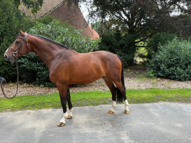 Oldenburger Springpaard Ruin 8 Jaar 165 cm Bruin in Sassen-Trantow