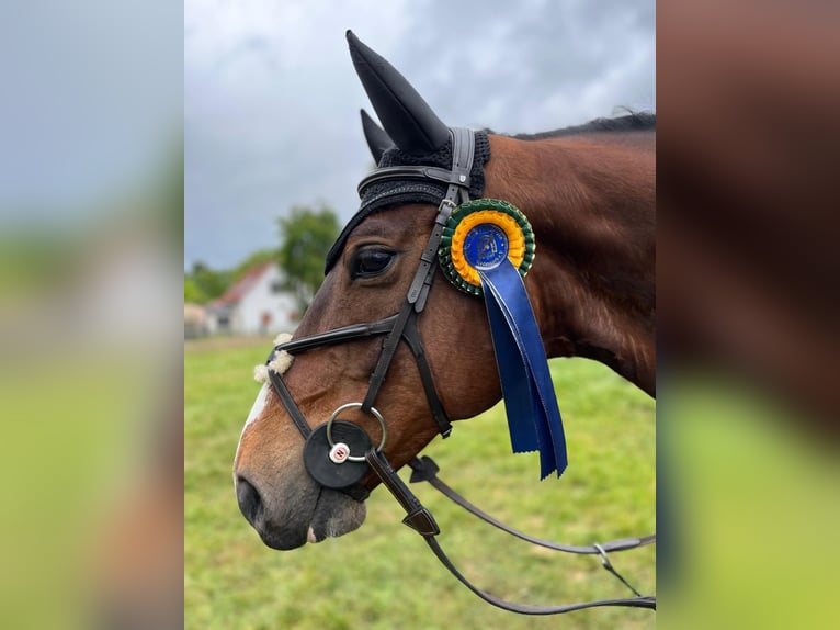 Oldenburger Springpaard Ruin 8 Jaar 165 cm Bruin in Sassen-Trantow