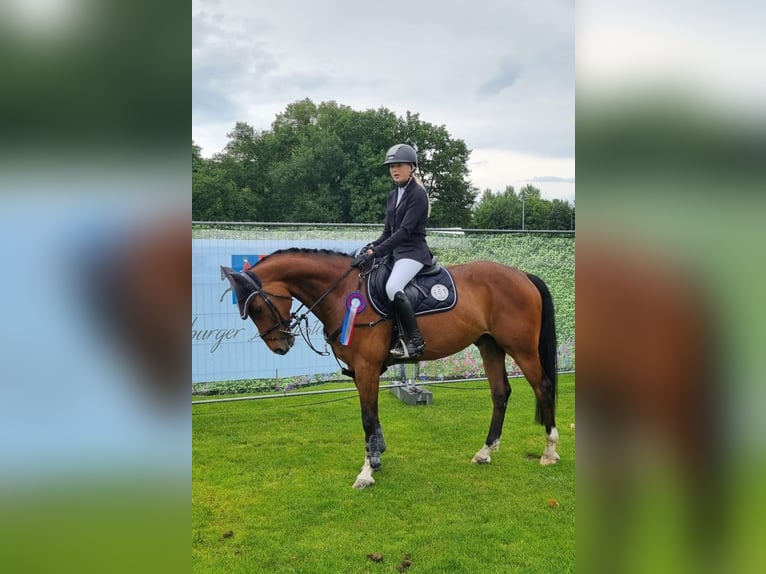 Oldenburger Springpaard Ruin 8 Jaar 165 cm Donkerbruin in Ganderkesee