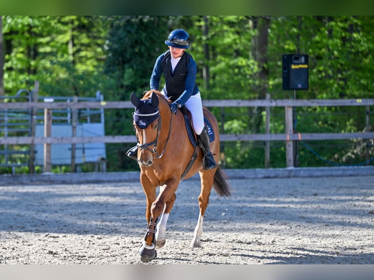 Oldenburger Springpaard Ruin 8 Jaar 165 cm Vos in Höchst