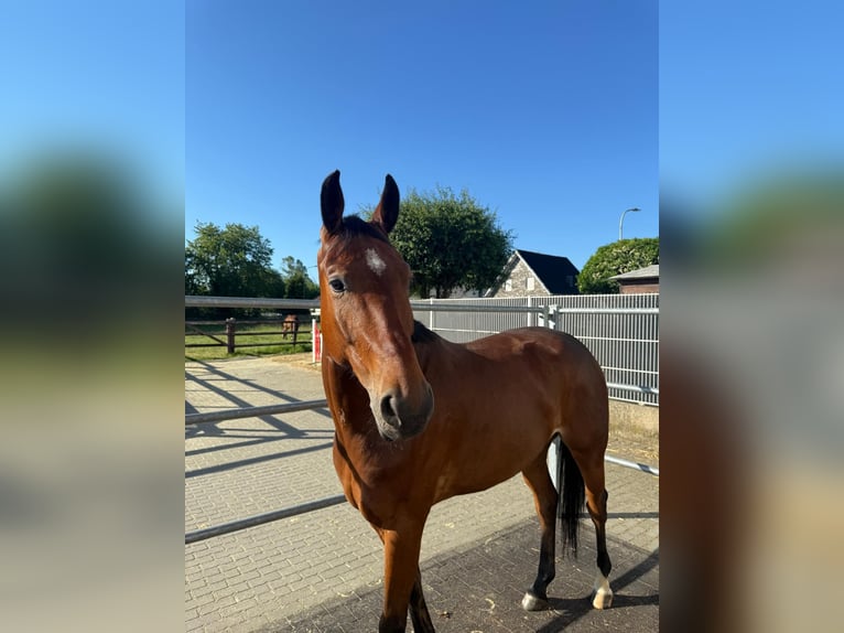 Oldenburger Springpaard Ruin 8 Jaar 166 cm Bruin in Vettwei&#xDF;
