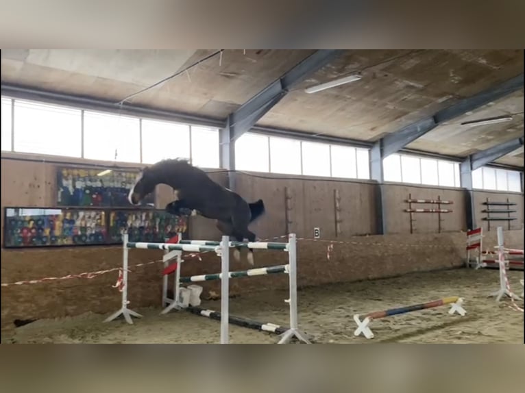 Oldenburger Springpaard Ruin 8 Jaar 166 cm Donkerbruin in Lachendorf