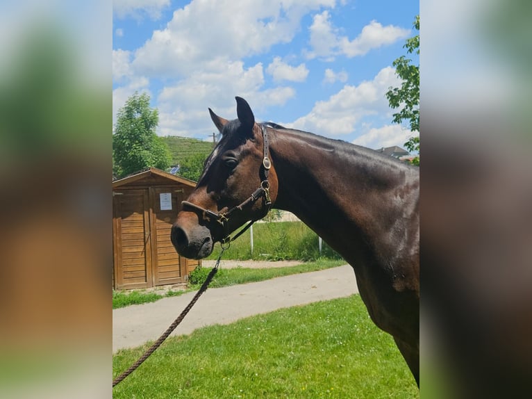 Oldenburger Springpaard Ruin 8 Jaar 167 cm in Stra&#xDF; im Stra&#xDF;ertale