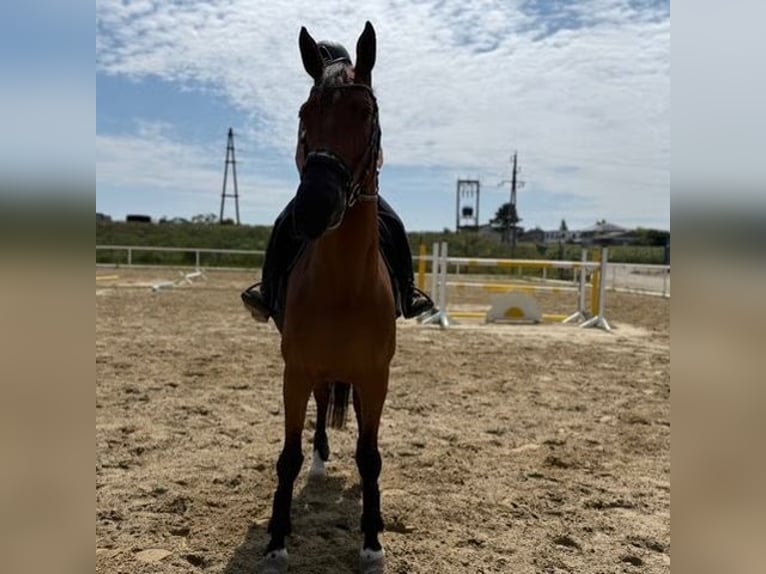 Oldenburger Springpaard Ruin 8 Jaar 168 cm Bruin in Deutsch Wagram