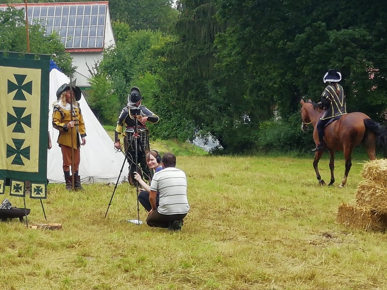 Oldenburger Springpaard Ruin 8 Jaar 168 cm Bruin in Vlotho